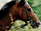 racehorse