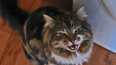 Evil cat