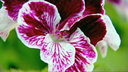 pelagonium