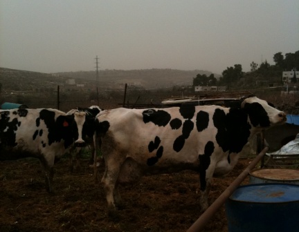 We also rely in our consumption from dairy products on our small cattle ranch; we make from its milk yoghurts, butter and cheese 