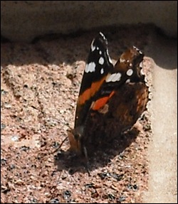 butterfly_ianfergusson.jpg
