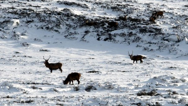 Deer