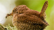 A wren by Andy Short.