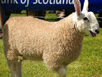 Border Leicester sheep