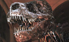 T. rex - warrior or wimp?