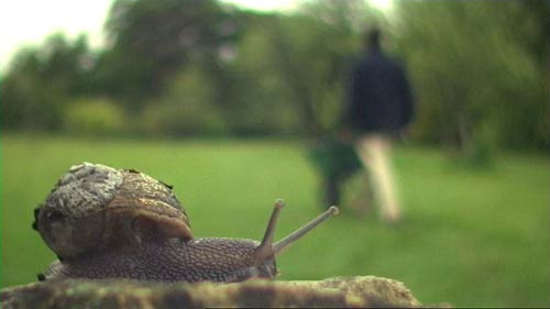 snail