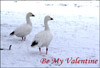 Geese