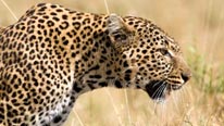 Leopard Leopard