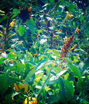 Yellow peppers and Amaranth at the RHS Edible Garden