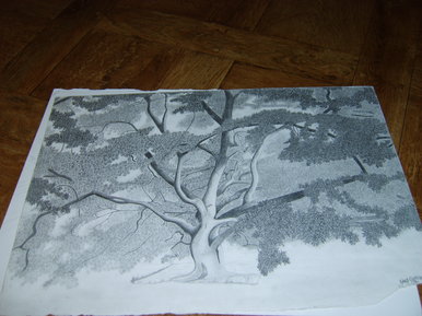 Japanese Maple Tree