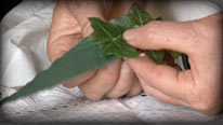 Sew Ivy onto material