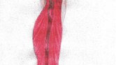 Red beauty