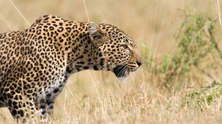 Bella the leopard