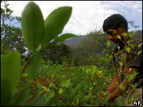 Freddy Pari colhe sementes de coca para vender em La Asunta, 200 km ao leste de La Paz.