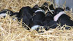 Day 2 - Saddleback sow and her piglets
