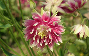 Aquilegia Nora Barlow