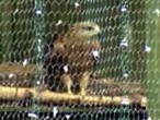Red Kite Cage