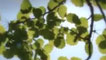 Aspen Leaves