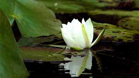 Lily at Bosherton ponds