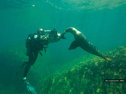 Cameraman Scott Tibbles filming a sea lion
