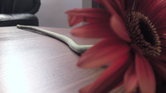 Flower on a table...
