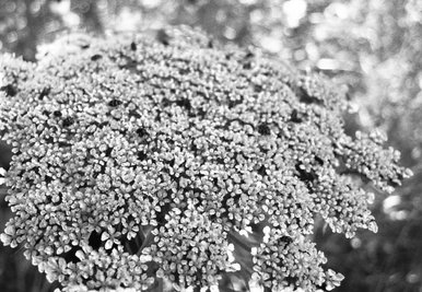 Photoshop Flower