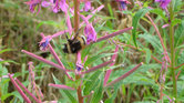Bumble Bee Bumble Bee