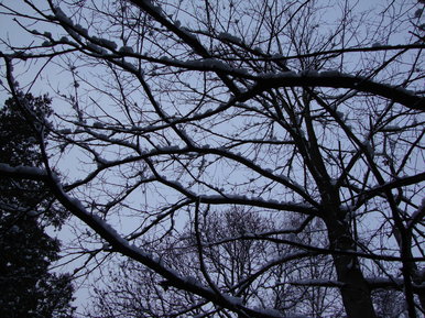 Settled Snow