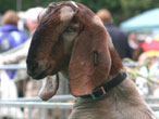 Goat, image courtesy of Jeannie Cooper.