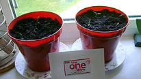 Stuart Roebuck's chillies