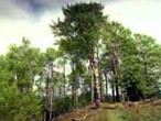 Aspen Trees