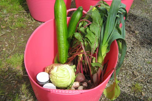 Cucumbers