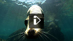 The animal Lucy would love to be.