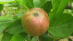 Apple tree