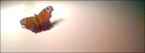 butterflyfinal.jpg