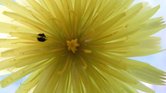 Dandelion close...