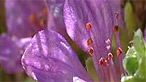 Purple saxifrage