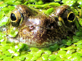 Frogs