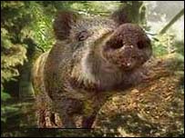 Wild boar