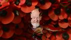Poppies