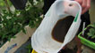 Worm tea