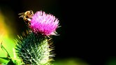 Bee on Thistle... Bee on Thistle...
