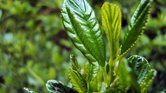 Green Leaf Paradise... Green Leaf Paradise...