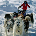 Huskies in the snow