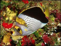 O peixe-borboleta-da-coroa-vermelha só existe em Guam e é considerado vulnerável (Foto: Robert Myers)