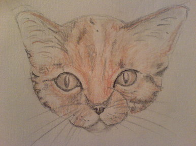 cat