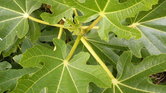 Green leaves...