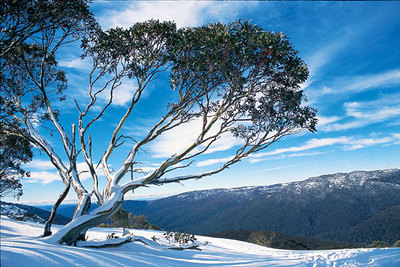 winter_scene.jpg