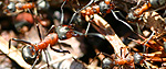 Ants