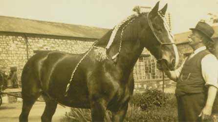 Corona Pop Works Horse Dave Trailor